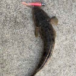 ふらっとフラットフィッシング