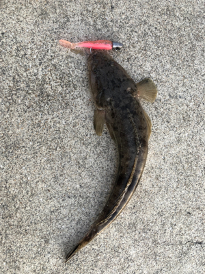 ふらっとフラットフィッシング