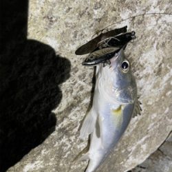 小さいのが遊んでくれた