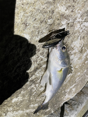 小さいのが遊んでくれた