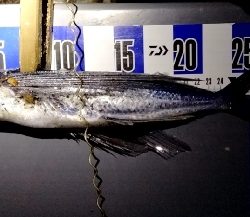 こんなところに…