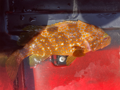 今年初のカヤックフィッシングで良型キジハタ…