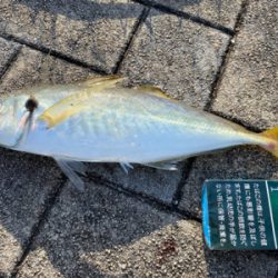 宮崎でアジング