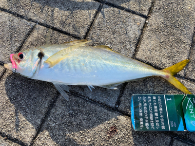 宮崎でアジング