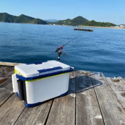 ヤエンでアオリイカ