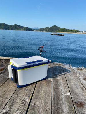 ヤエンでアオリイカ