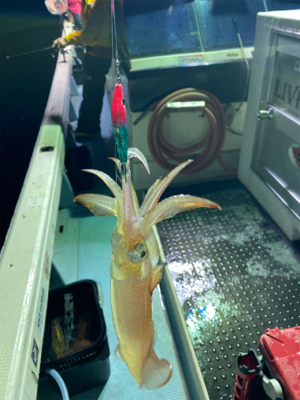 今年は渋めか……?!