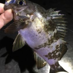 好調続く梅雨のメバル