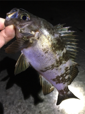 好調続く梅雨のメバル
