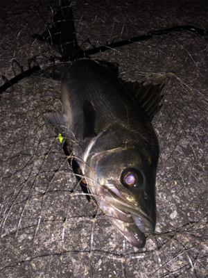 まだまだバチパターン