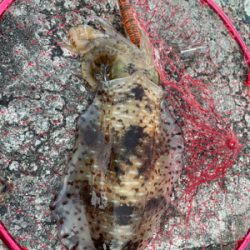 今シーズン初！