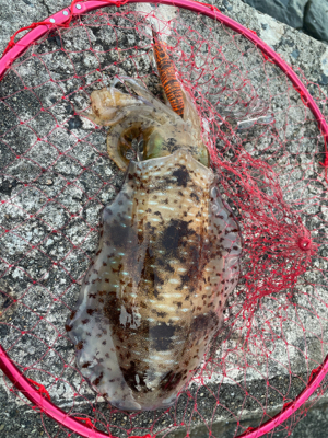 今シーズン初！