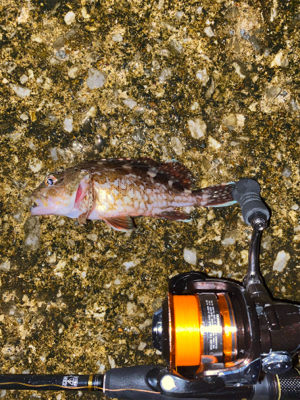 ミニガシラ乱舞