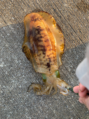 今年初のエギング