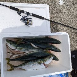 青物釣れるわぁ(笑)