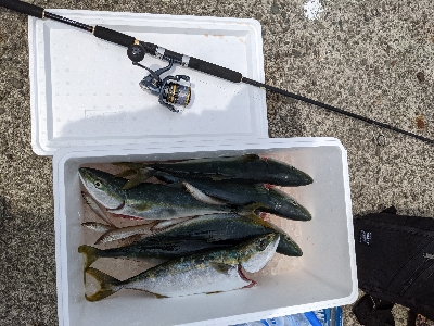 青物釣れるわぁ(笑)