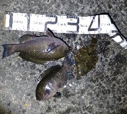 5/13釣果グレ結構引きました〜