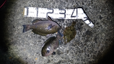 5/13釣果グレ結構引きました〜