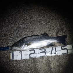 5/19釣果小サバでヒラスズキ56センチ!!