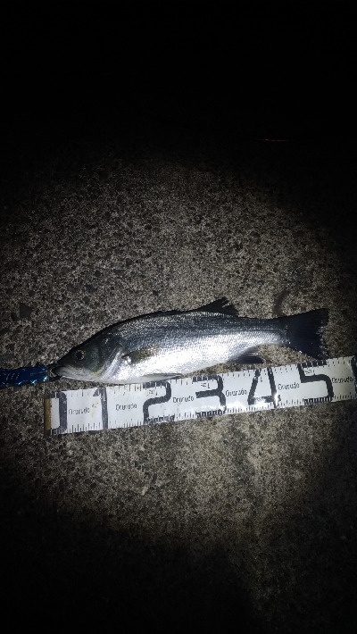 5/19釣果小サバでヒラスズキ56センチ！…