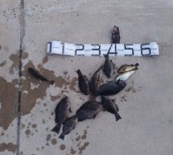 5/30釣果 グレボラ