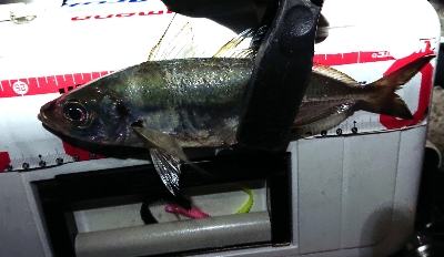 今年初のまともなアジ