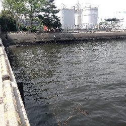 今年初クロダイ