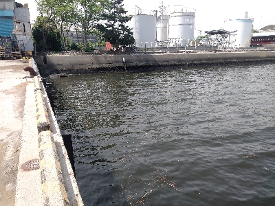 今年初クロダイ