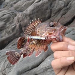 エギング&ジギング