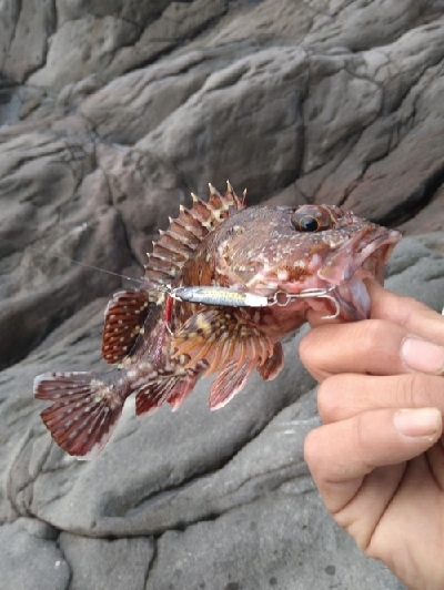 エギング&ジギング