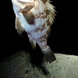 チビッ子のみ。