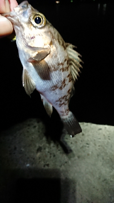 チビッ子のみ。