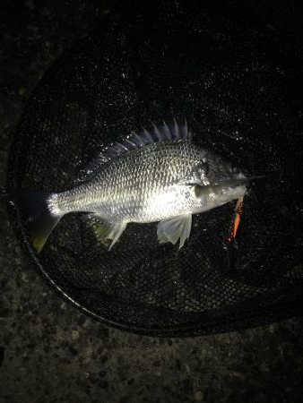 ナイトシーバス