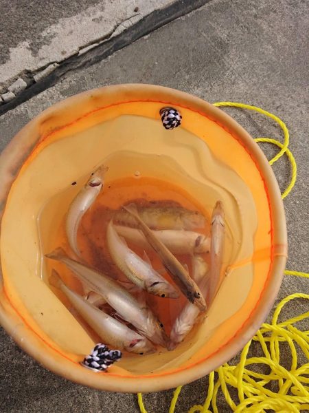 漁港でキスが釣れてます