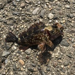 パワーグラブでガシラ釣り