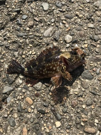 パワーグラブでガシラ釣り