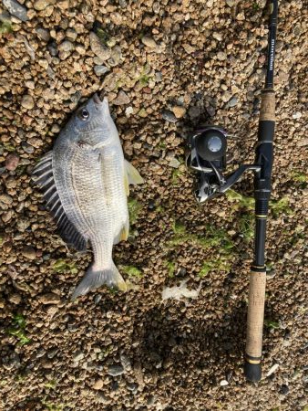 今年初の餌釣り