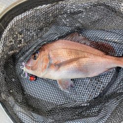 鳴門でタイラバ〜遊漁船雅〜