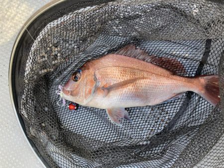 鳴門でタイラバ〜遊漁船雅〜