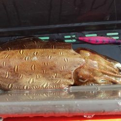 デカモンゴエギング