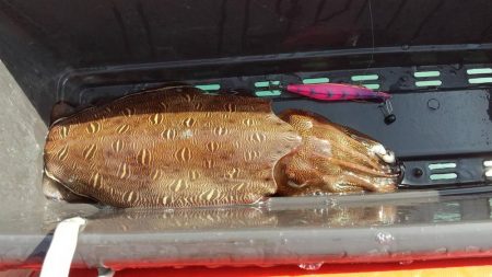 デカモンゴエギング