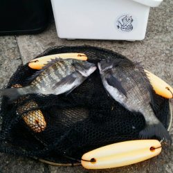 テトラ釣りにまた挑戦!