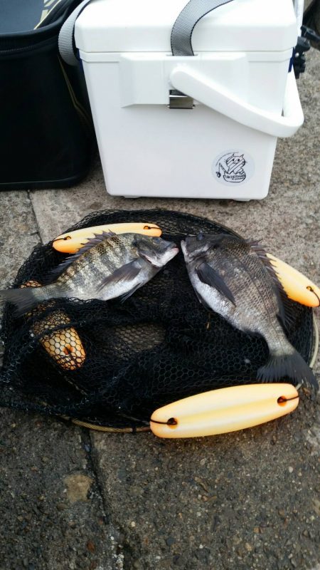 テトラ釣りにまた挑戦!