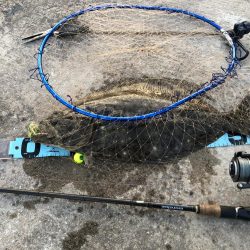 鯛狙いのはずが