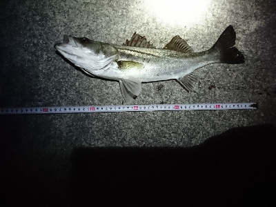 バチ抜けを兼ねて