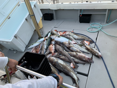 タラジギングからのタイラバ ジギング