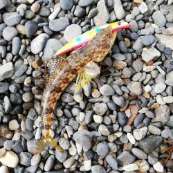 ショアジギング！ルアー！