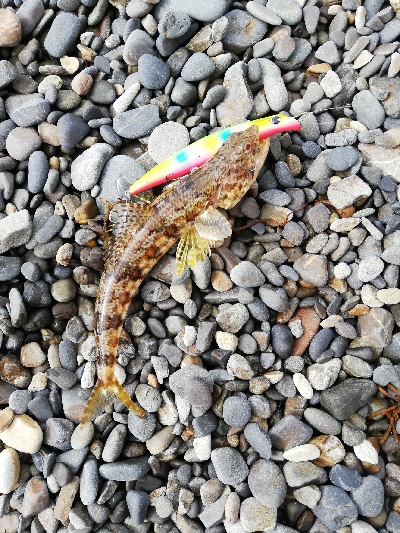 ショアジギング！ルアー！