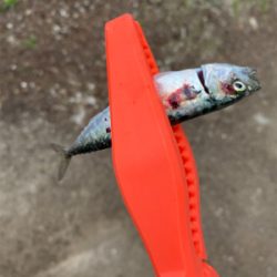 アジを釣りに行ったけど。