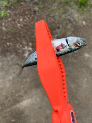 アジを釣りに行ったけど。